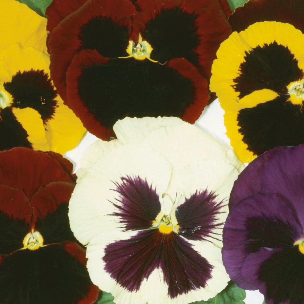 Mixed pansy blooms in yellow, purple, red and white