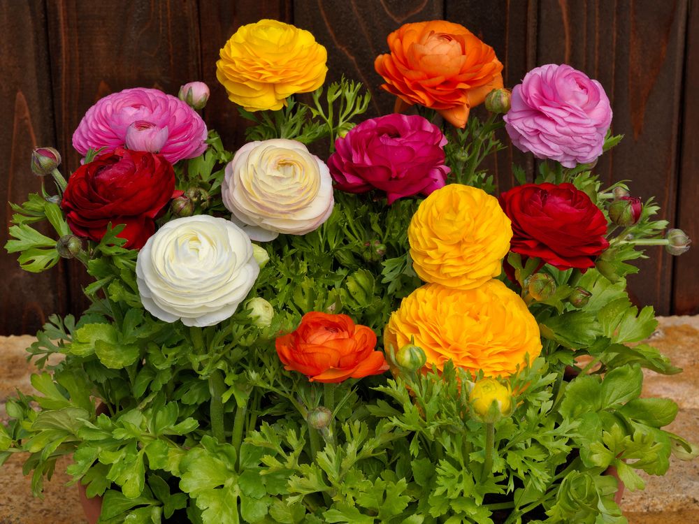 Mixed ranunculus blooms in red, yellow, white, pink and orange