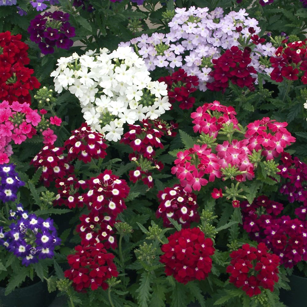 Mixed verbena blooms in red, pink, white and purple