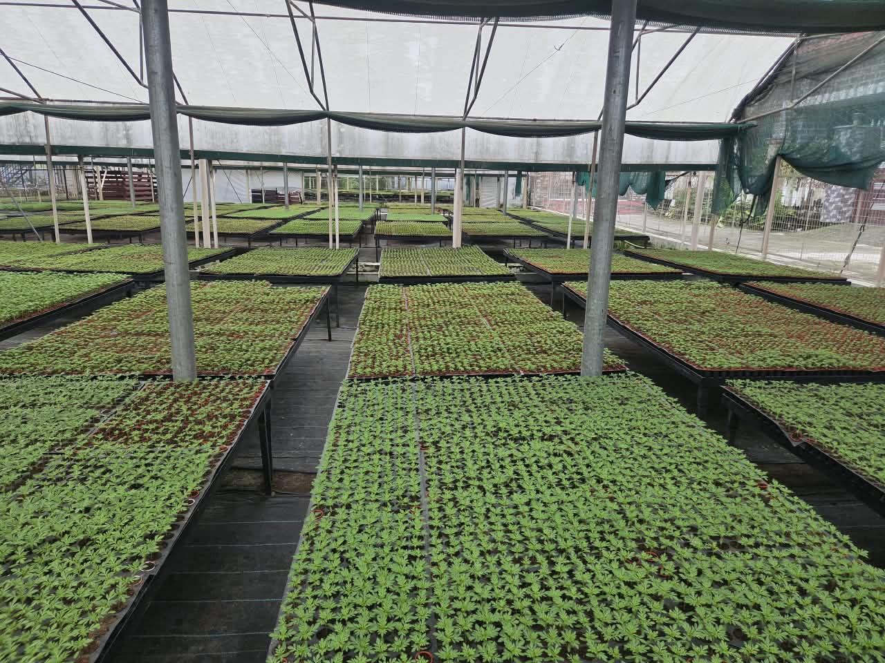 Nursery greenhouse growing on planting material at Satyam Nursery