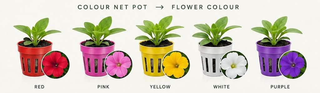 Five colour-coded net pots side by side — red, pink, yellow, white and purple — each paired with its expected bloom colour