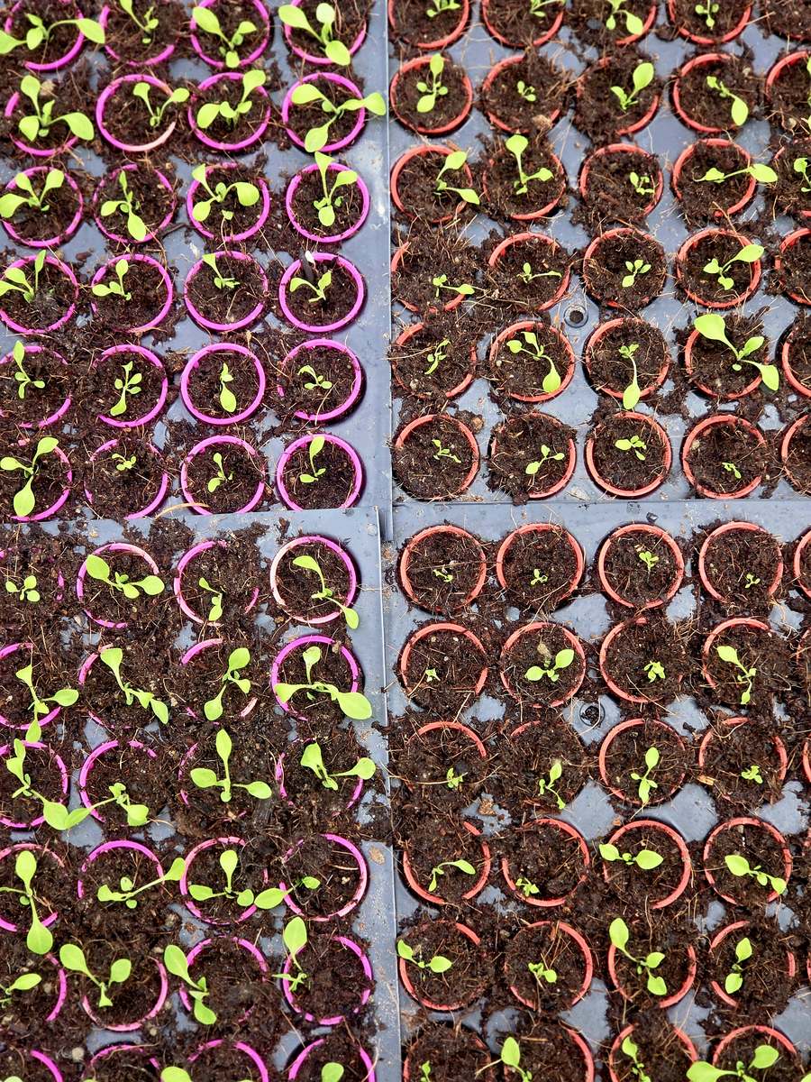 Tray of young seasonal flower seedlings in magenta and red colour-coded net pots at Satyam Nursery