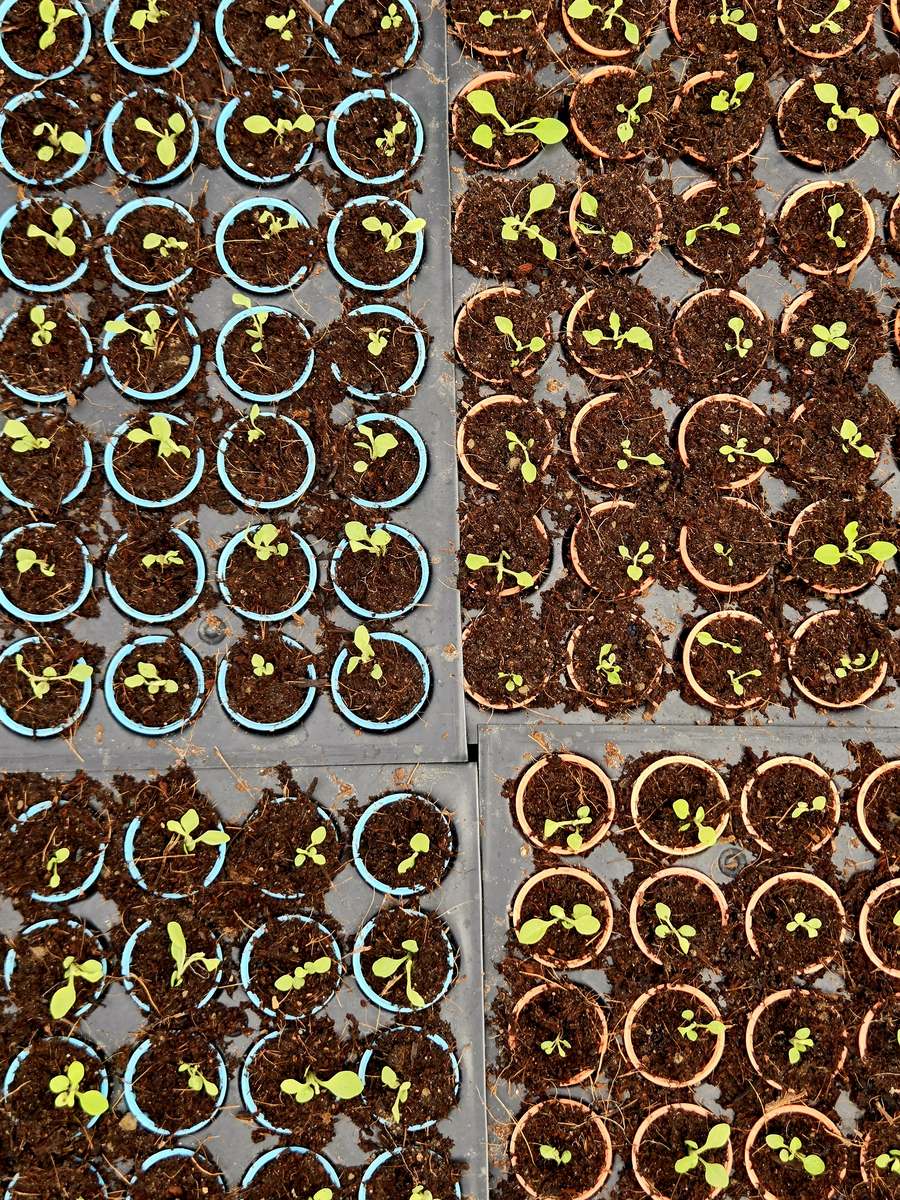 Trays of seedlings ready for dispatch to nursery partners