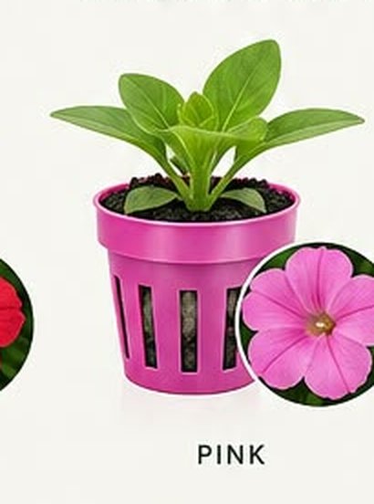 Pink colour-coded net pot, corresponding to a pink bloom