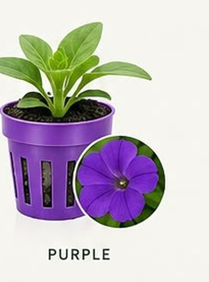 Purple colour-coded net pot, corresponding to a purple bloom
