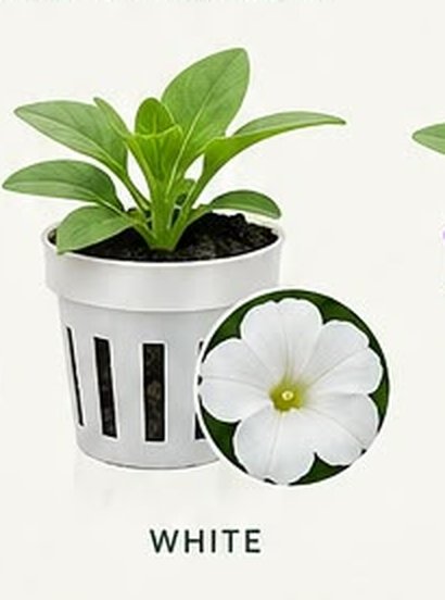 White colour-coded net pot, corresponding to a white bloom